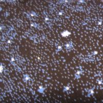 Dark blue with stars
